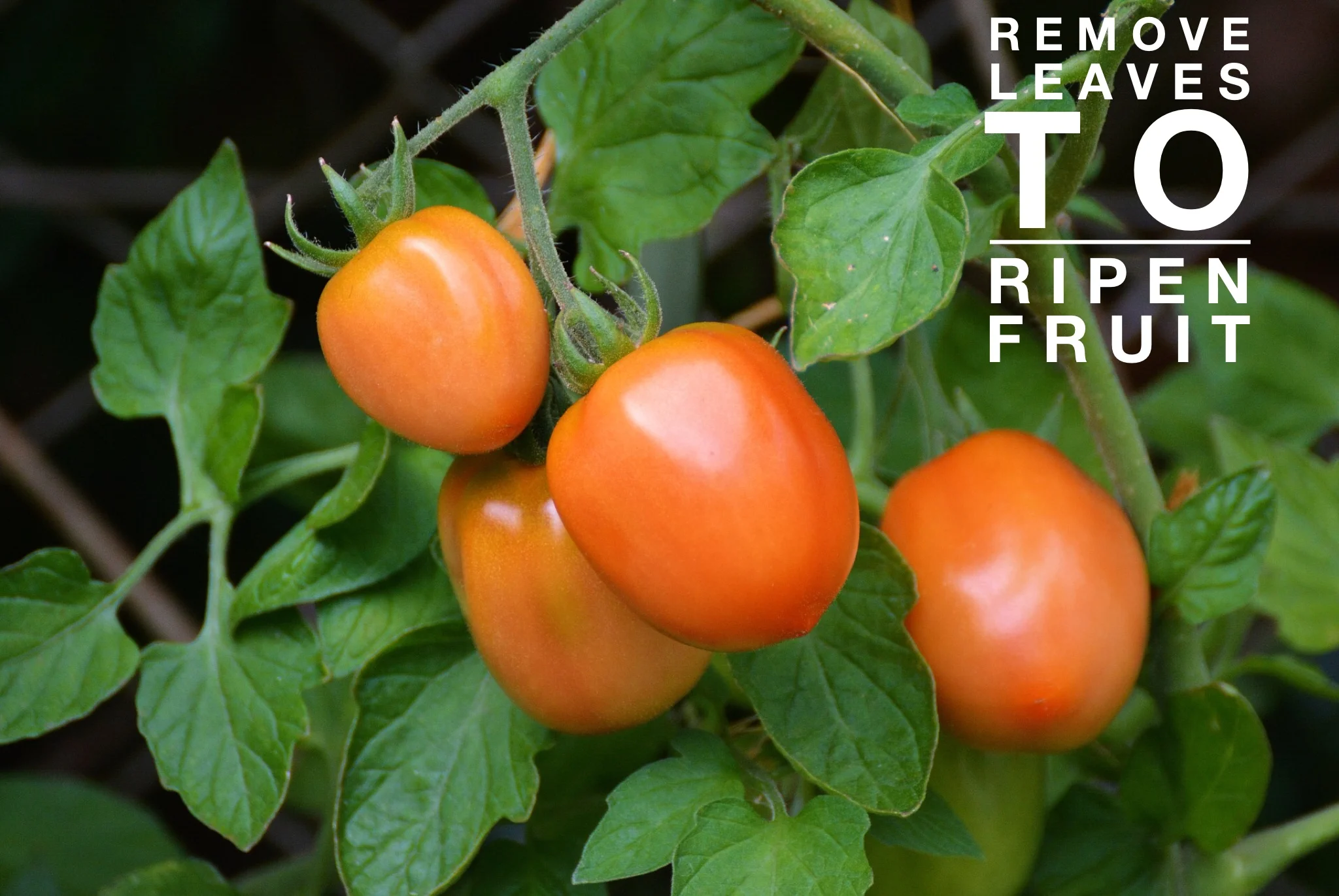 Cut top of main stem to two leaves above formed fruit & remove any leaves shading fruit
