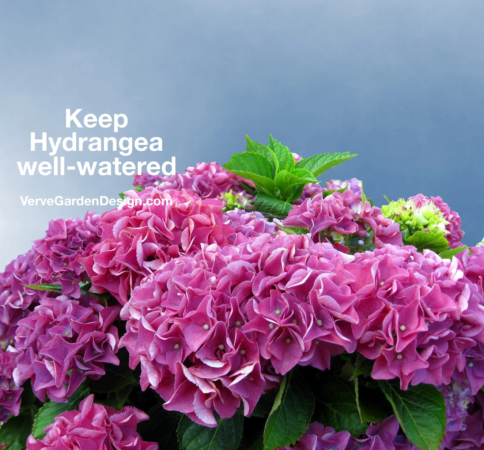 Hydrangeas need a lot of water and can wilt when hot in July and August.