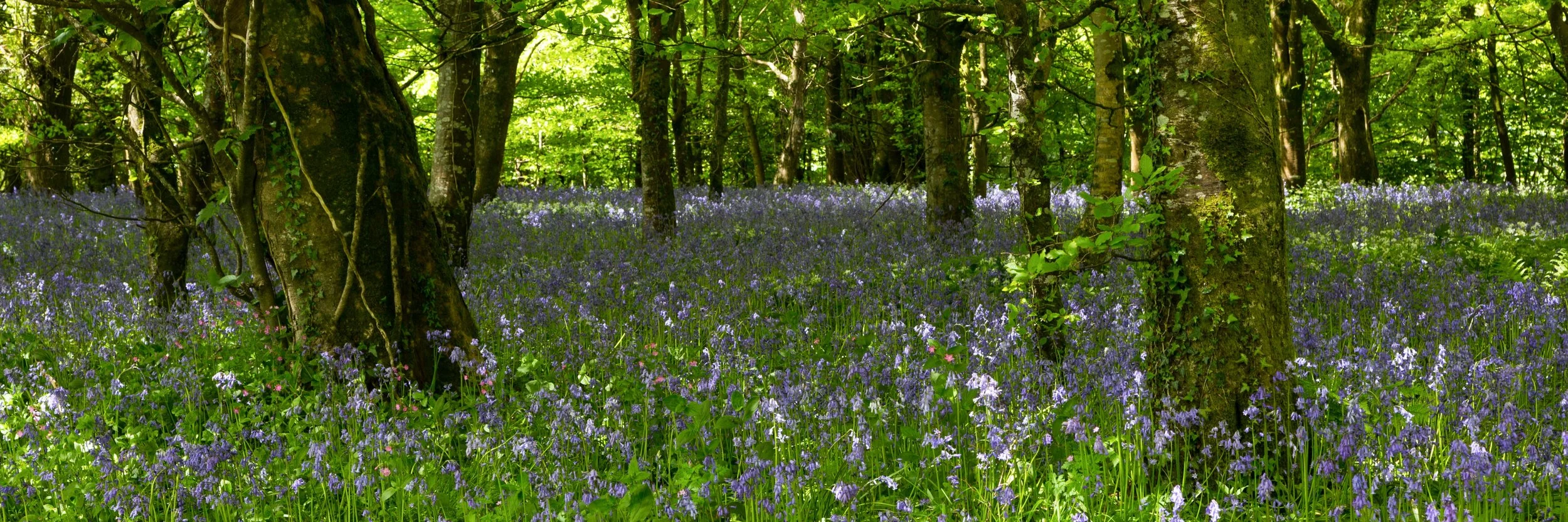 Vast bluebell areas in the Great Wood, Lanhydrock, Cornwall. Image: Chris Denning, Verve Garden Design