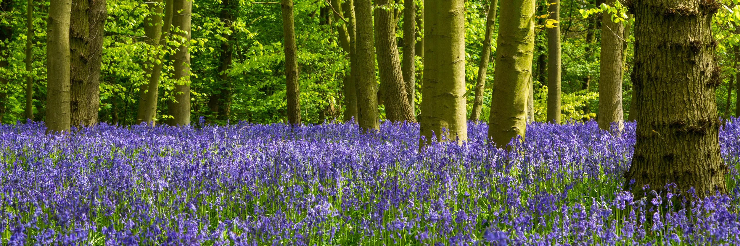 Spectacular bluebell fields in Strelley, Nottinghamshire. Image: Chris Denning, Verve Garden Design