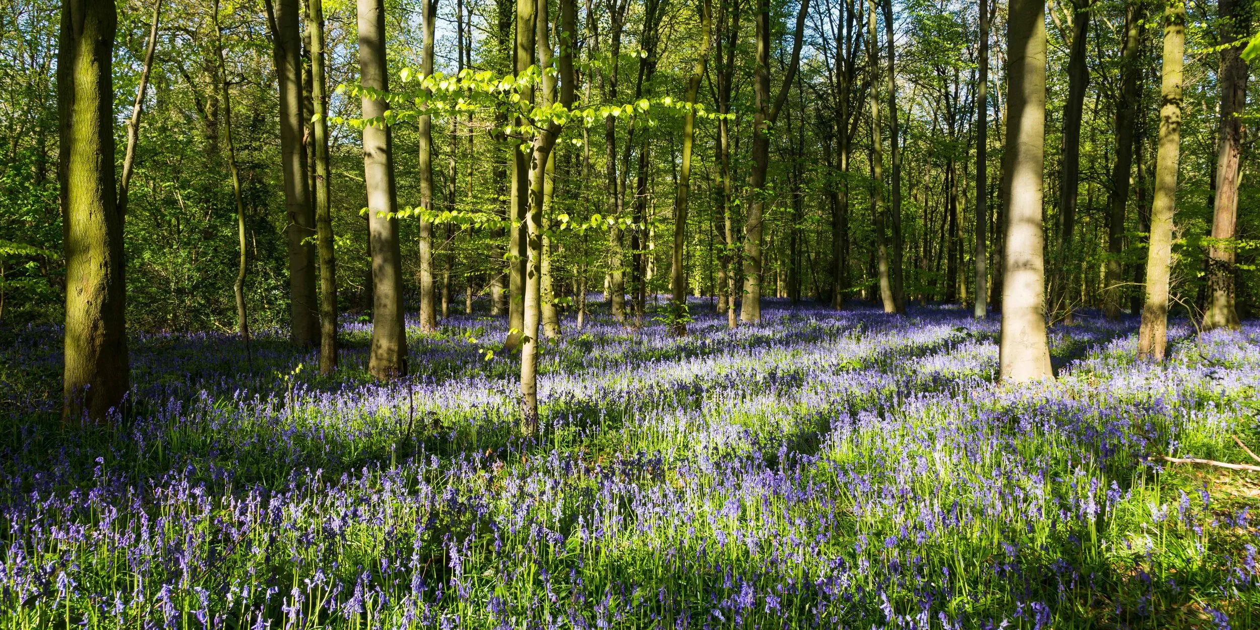 Vast amount of bluebells in secret woodlands near Nottingham. Image: Chris Denning, Verve Garden Design