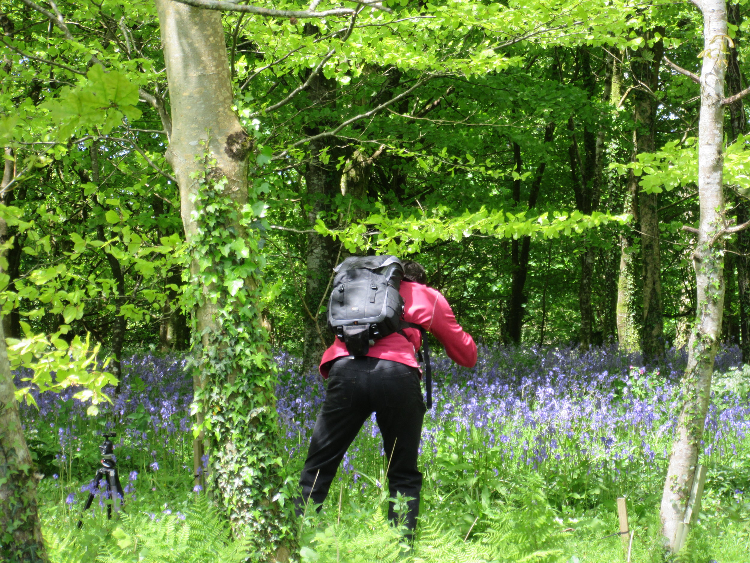 IMG_2504.JPG chris lanhydrock bluebells.jpg