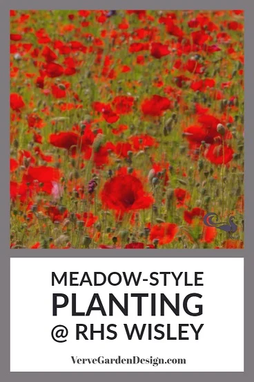 Red Annual Poppies Making a Splash at RHS Wisley. Image: Chris Denning/Verve Garden Design.