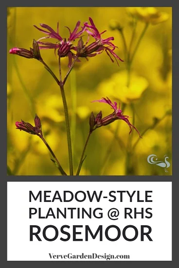 Ragged Robin (Lychnis flos-cuculi) and Buttercups in the RHS Rosemoor Wildflower Meadow. Image: Chris Denning/Verve Garden Design.