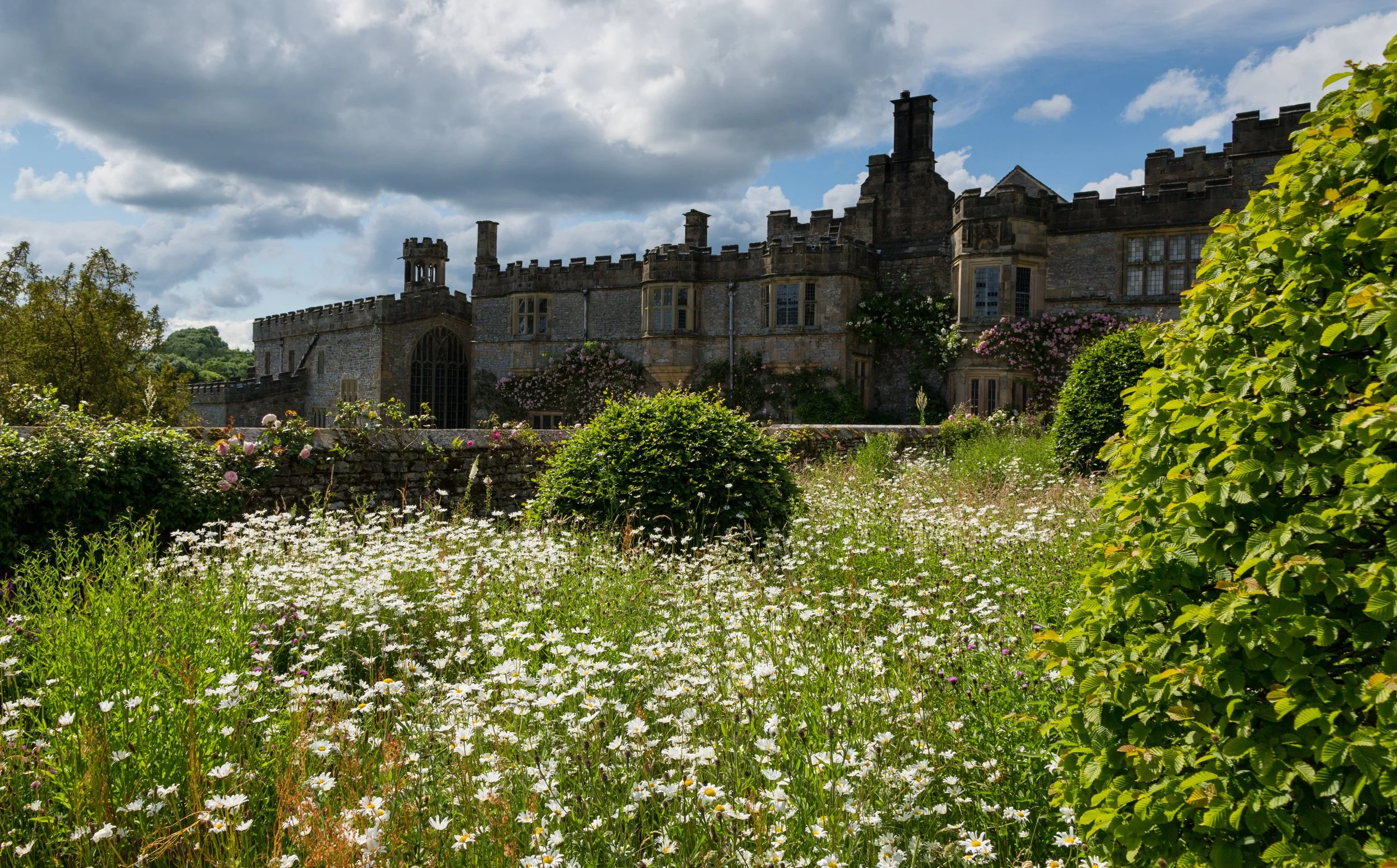  Ox-eye daisies (Leucanthemum vulgare) and Beech (Fagus sylvatica) topiary giving the Arne Maynard-designed borders a meadow-like feel at Haddon Hall. Image: Chris Denning/Verve Garden Design.