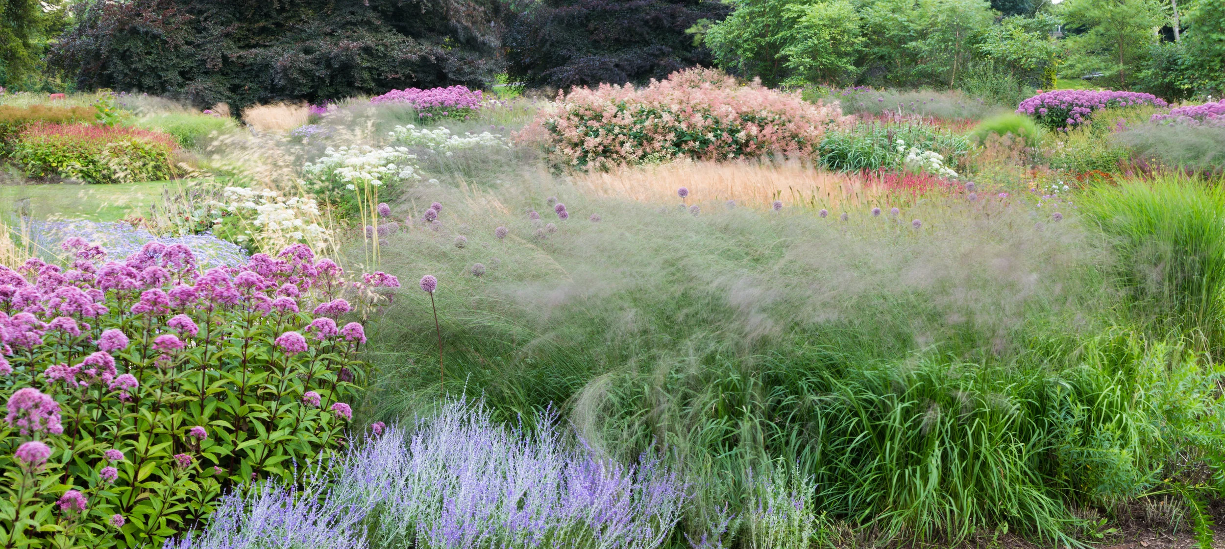 Piet Oudolf has used a series of mound shaped plants in large drifts to create easily-recognisable patterns at Trentham Gardens. Image: Chris Denning/Verve Garden Design