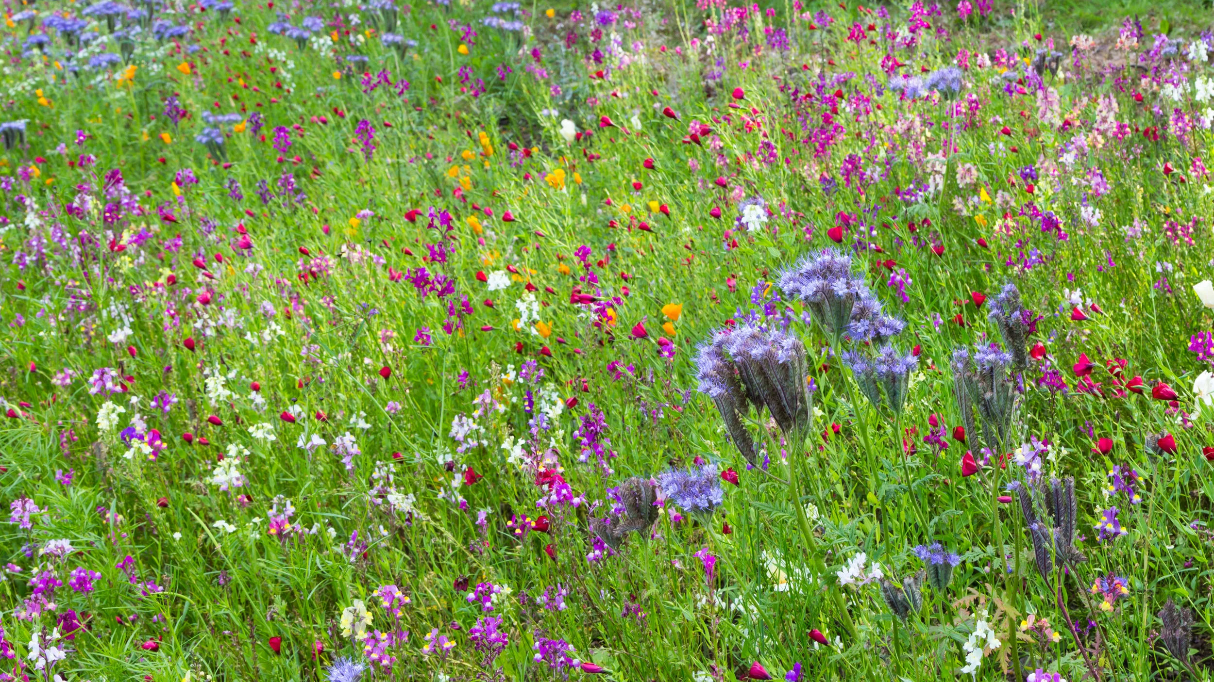 While fond of vibrant colours in his "Pictorial Meadow" style planting, Nigel Dunnett has repeated orange, pink, blue and white that intermingle to create mesmerising patterns at Trentham Gardens. Image: Chris Denning/Verve Garden Design.