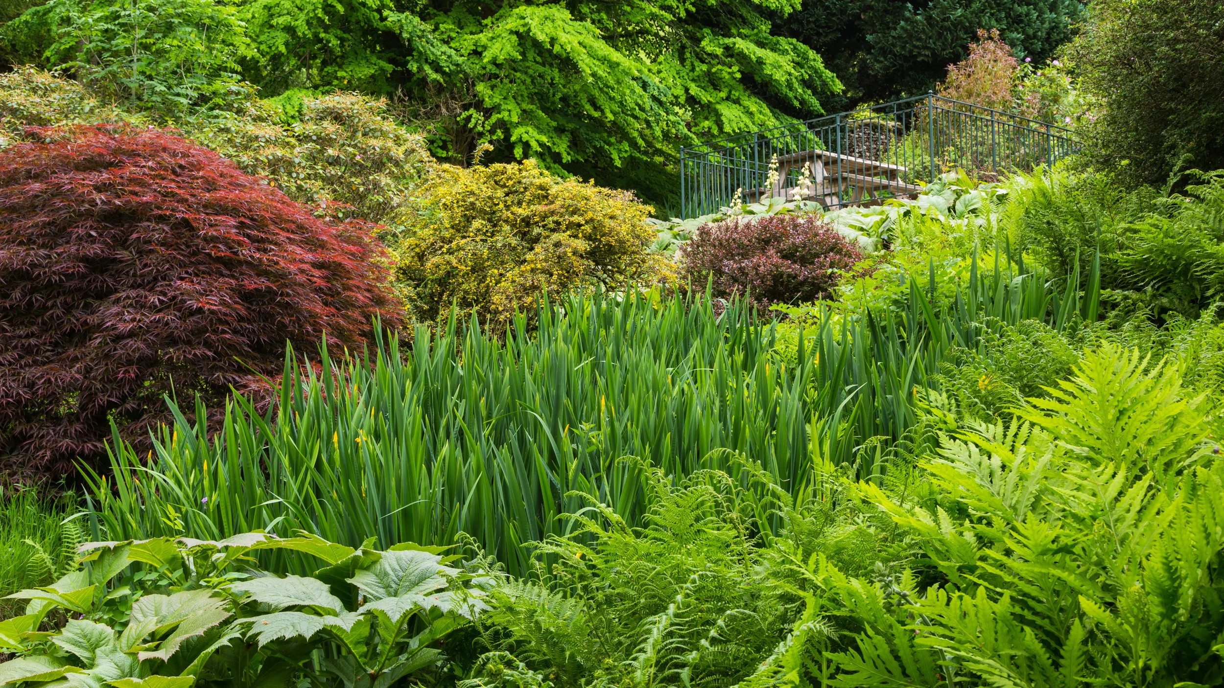 Shrubs of similar height and shape form a pleasing rhythm towards the seating area below. Image: Chris Denning/Verve Garden Design.