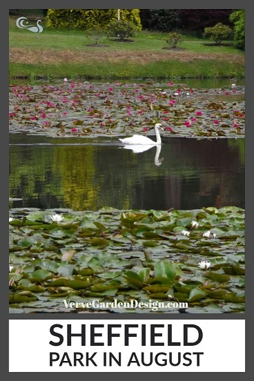 Swan reflection amongst the waterlilies at NT Sheffield Park Garden. Image: Lorraine Young/Verve Garden Design.