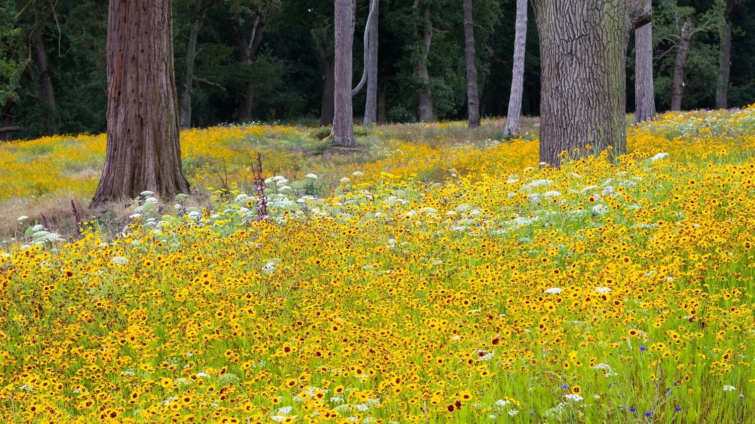 Vast Pictorial Meadow of Coreopsis tinctoria at Trentham Gardens. Designer: Nigel Dunnett. Image: Chris Denning/ Verve Garden Design.