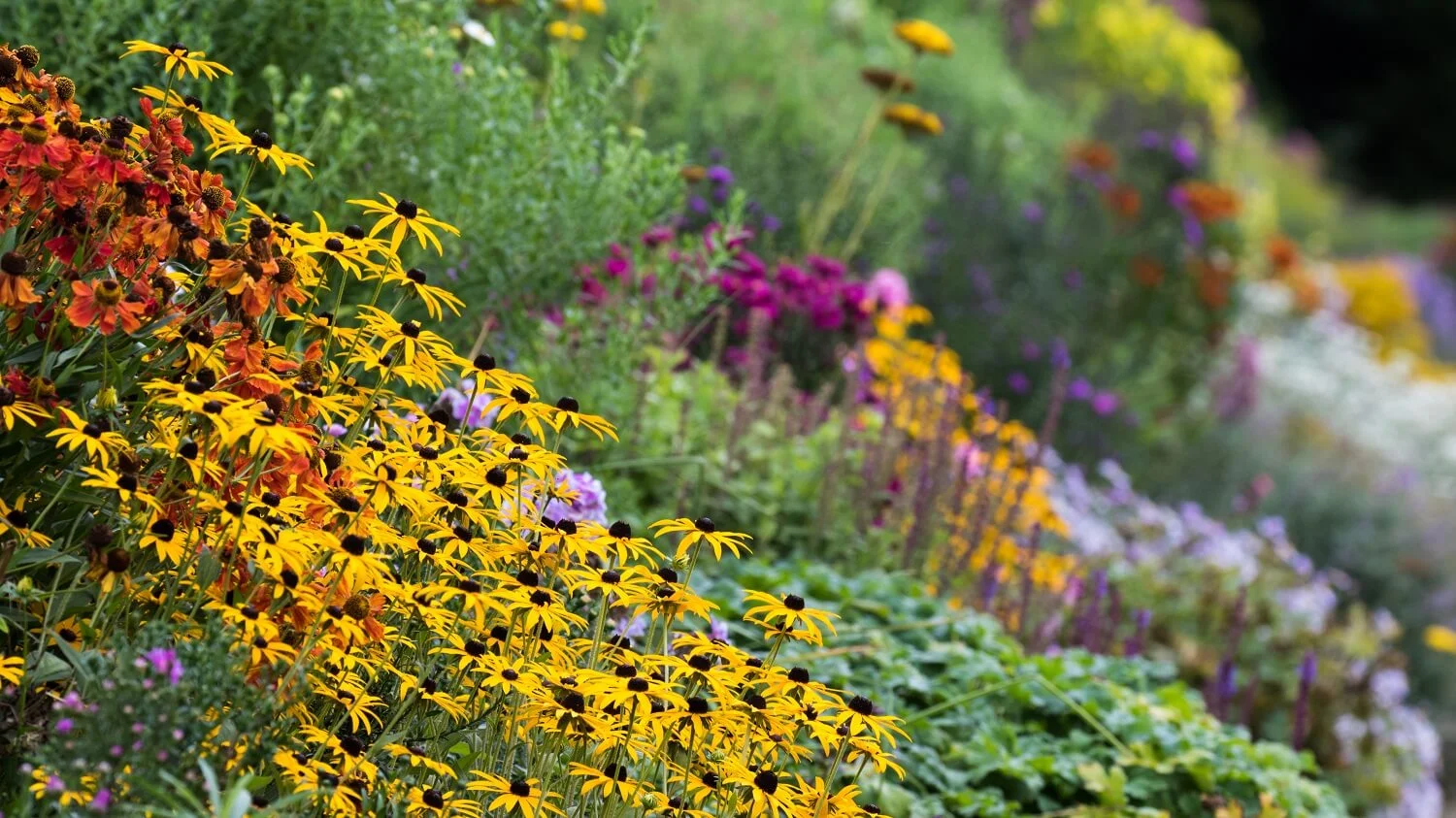 In September, Heleniums, Rudbeckia and early Michaelmas daisies brighten the herbaceous border at Waterperry Gardens. Image: Chris Denning/ Verve Garden Design.