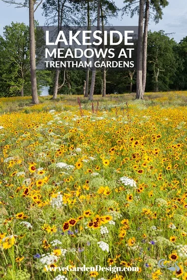 Yellow Nigel Dunnett September meadow at Trentham. Image: Chris Denning/ Verve Garden Design.