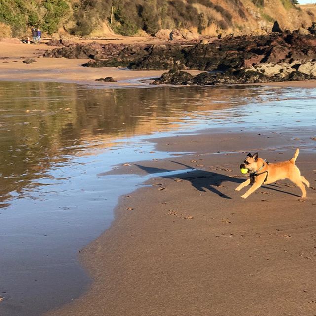 Can&rsquo;t beat Xmas eve game of ball on the beach Mum. 
#PickletheBorderTerrier