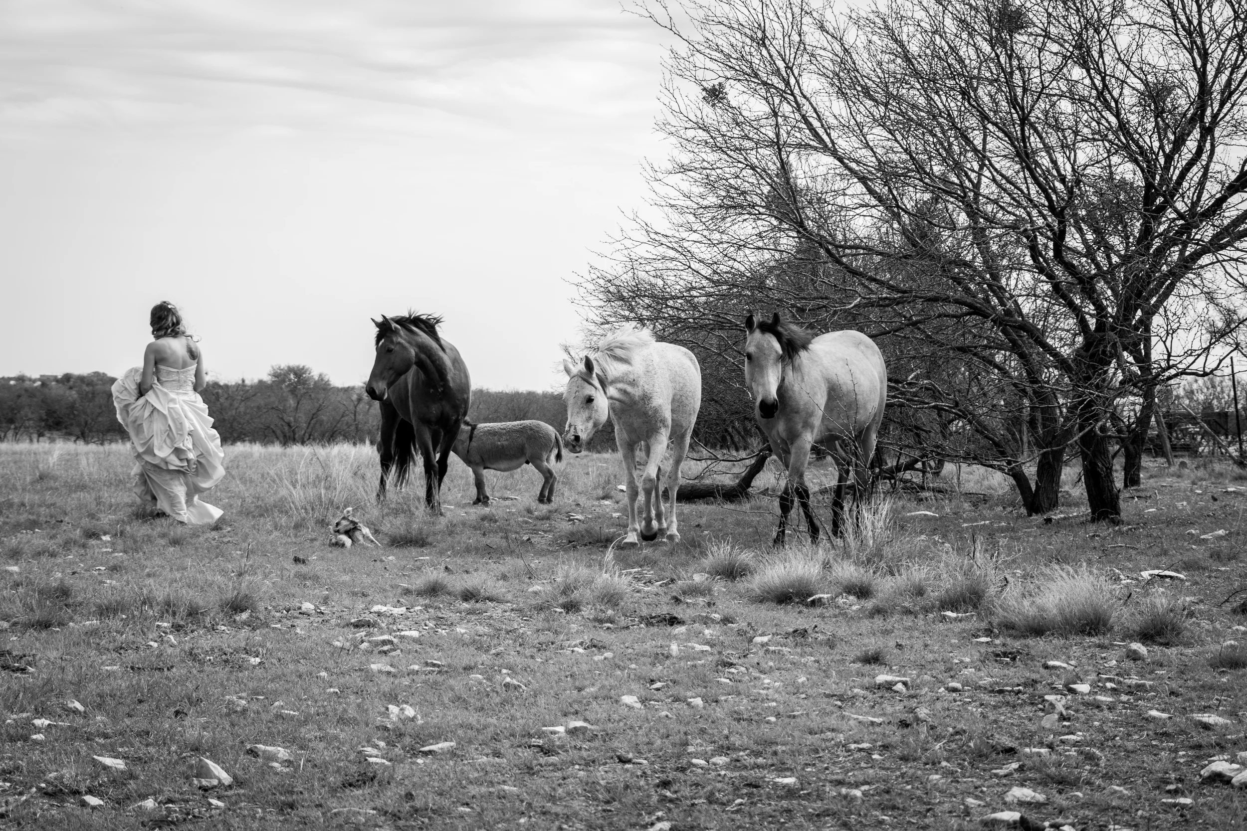 Horses and bride-9838.jpg