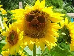 Living the Seasons in Health-Summer