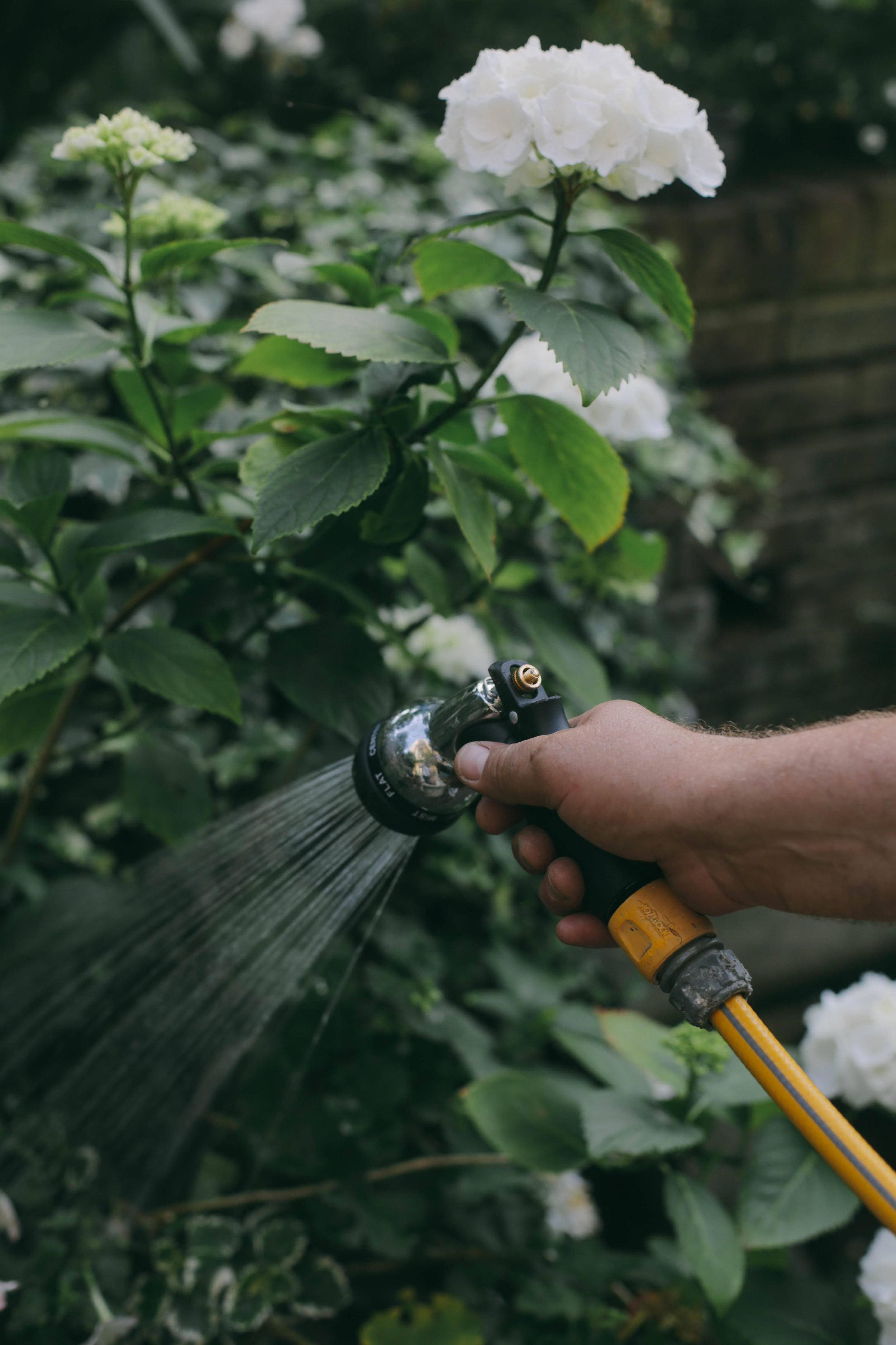 Planting & Maintenance