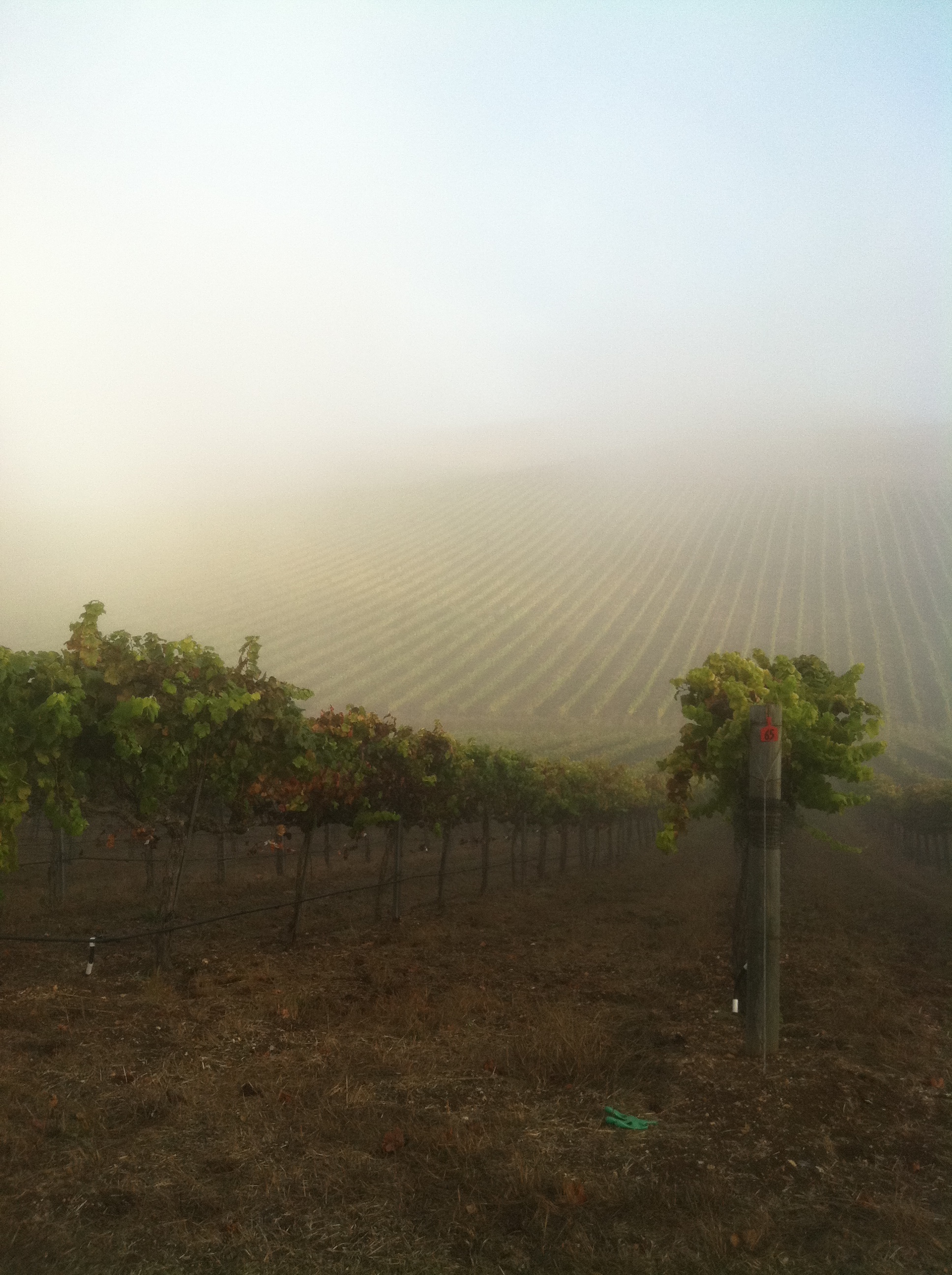 AM-coastal-fog1.jpg
