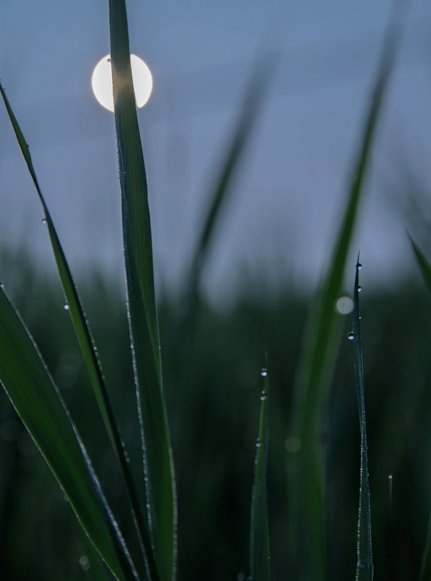 Se lever avant le soleil à trois reprises pour attraper cette fameuse heure bleue pour la nouvelle campagne d’Énergie.
@soma_pub @spgspgspg @fmdavid2
pour @cossette.fr @elisaserin
📸 Photo de l’herbe tr&e