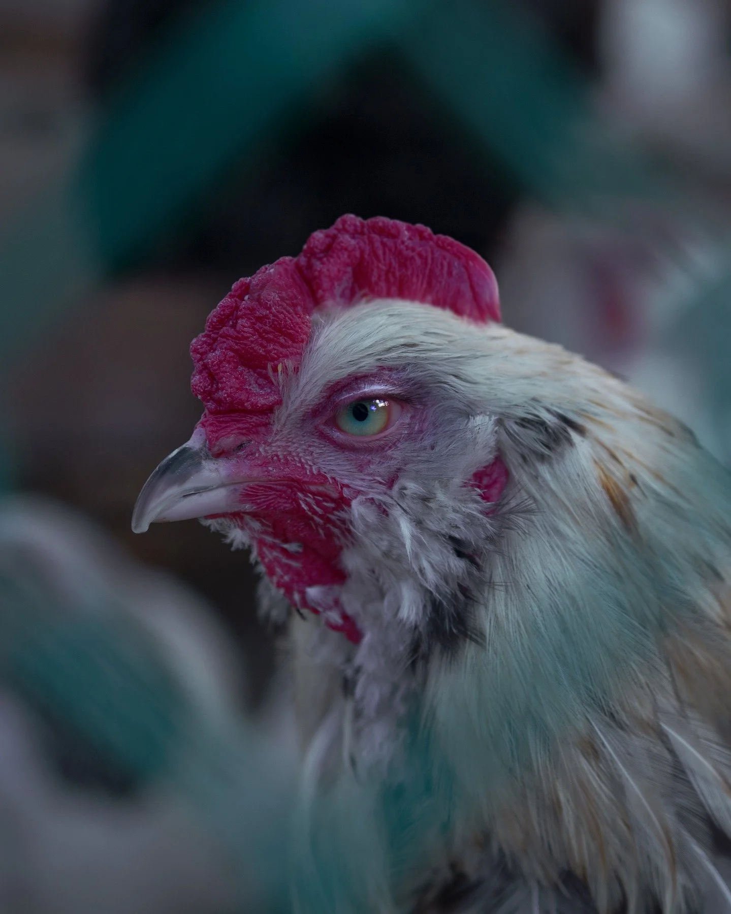 Crazy what a little Photoshop and colour correction can do.
Before & after of a random chicken I photographed on set. 🐓
Shot on my old (but trusty) Canon 6D.
#ColorCorrection #BeforeAndAfter #PhotoshopMagic #Canon6D #OnSetFinds #ChickenPortrait