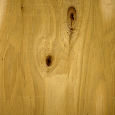 Poplar