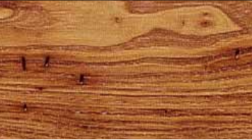 Chestnut, American Wormy