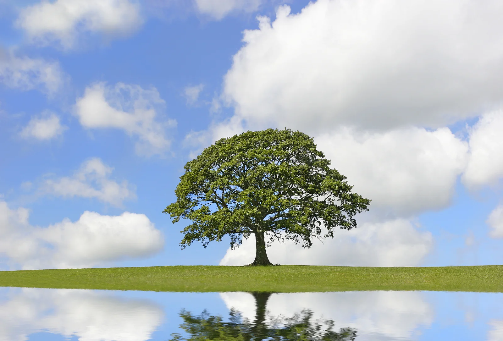 Tree Nurtrue Nurture & Nature