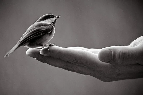 birdhand.jpg