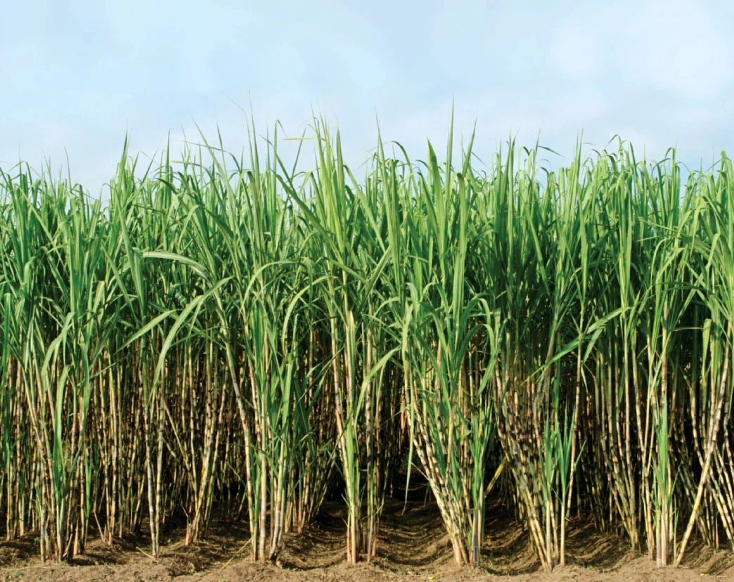Confronting the Food-Energy-Environment Trilemma