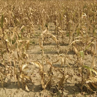 Global Change, Food and Trade