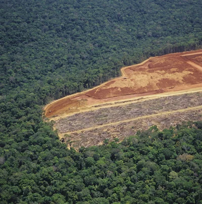 Forest Carbon Sequestration and Global Land Use