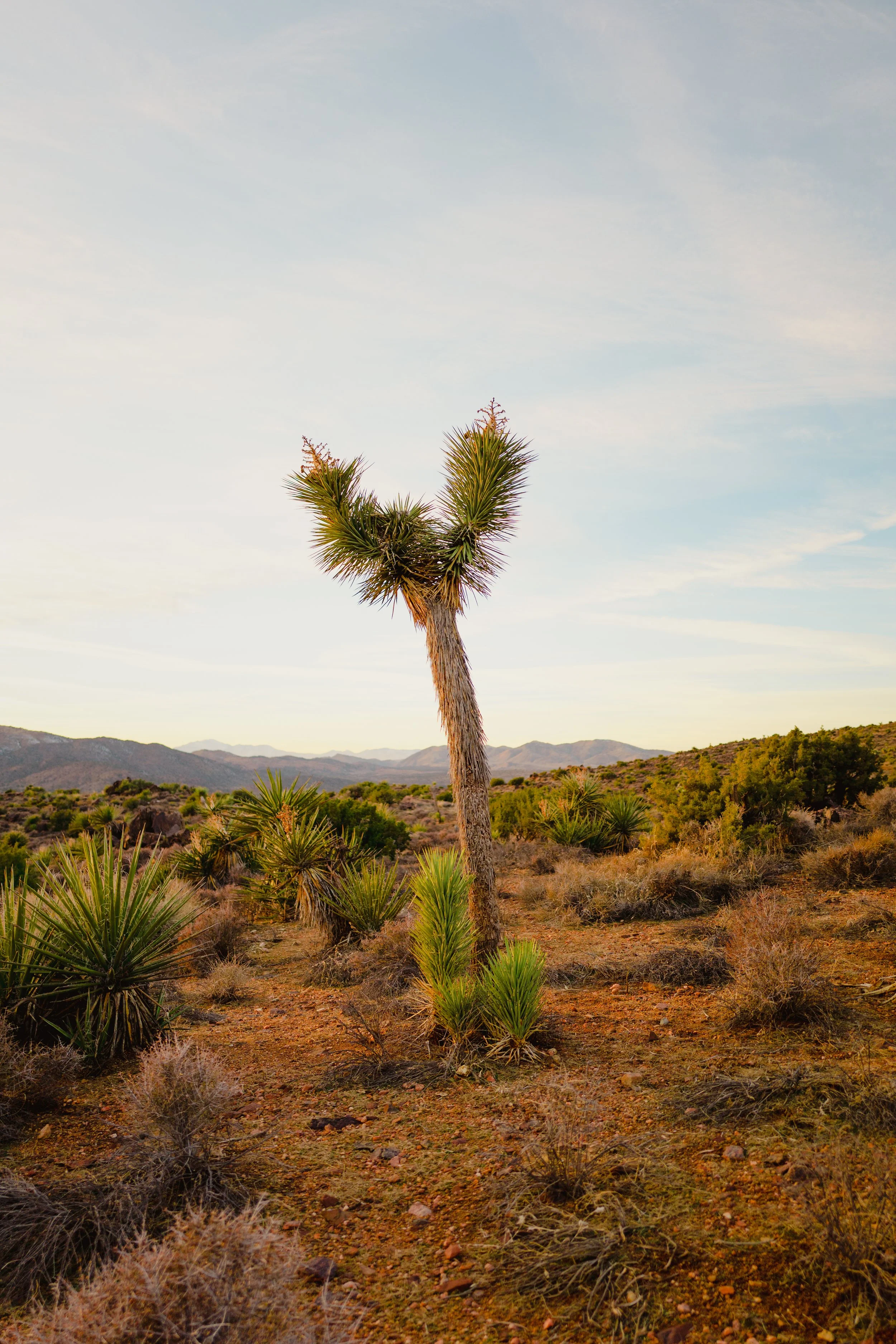 Joshua Tree