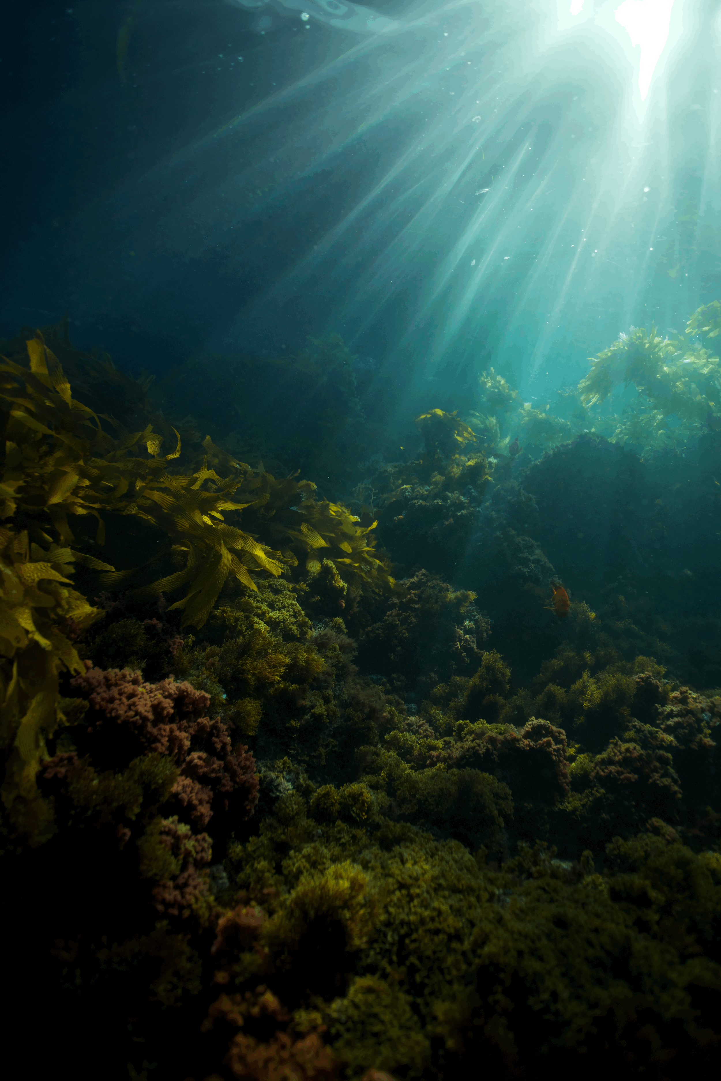 From Below