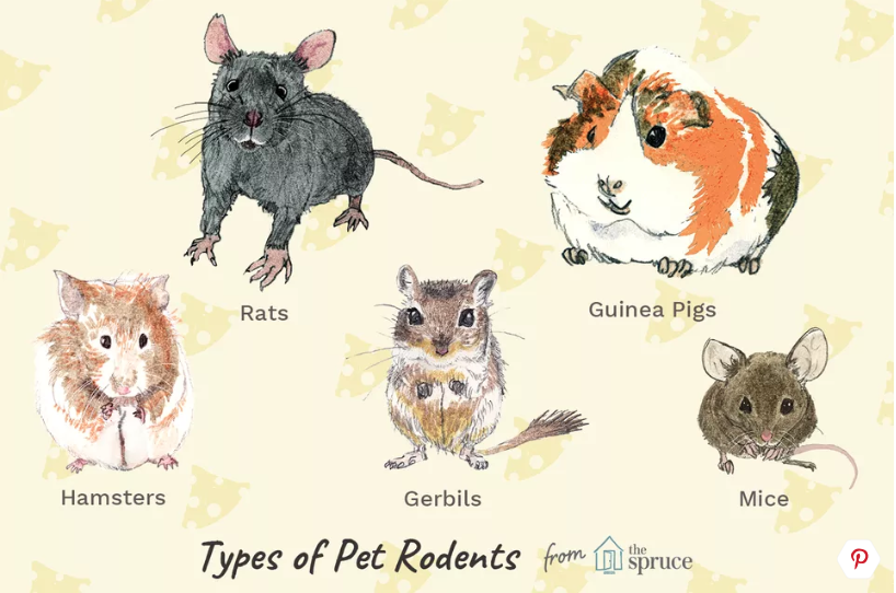 Small Rodents as Pets