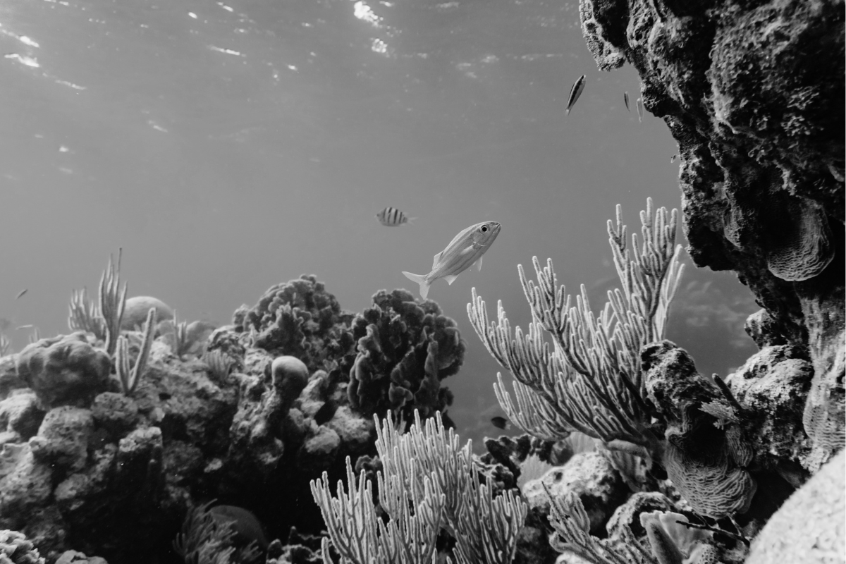 The Future of Connected Devices