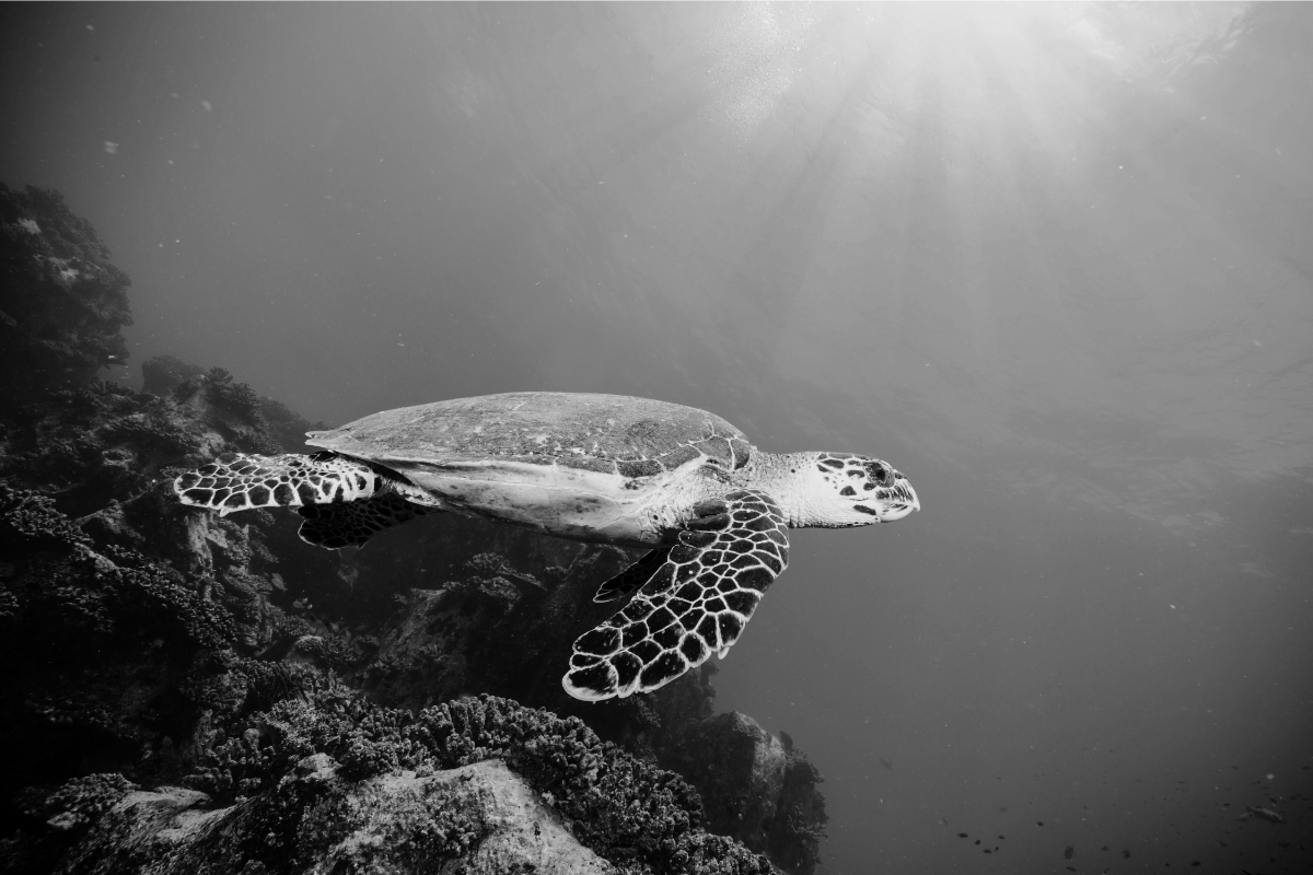 Incident Response = Measured Response