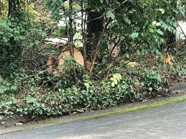 Only the stump remains