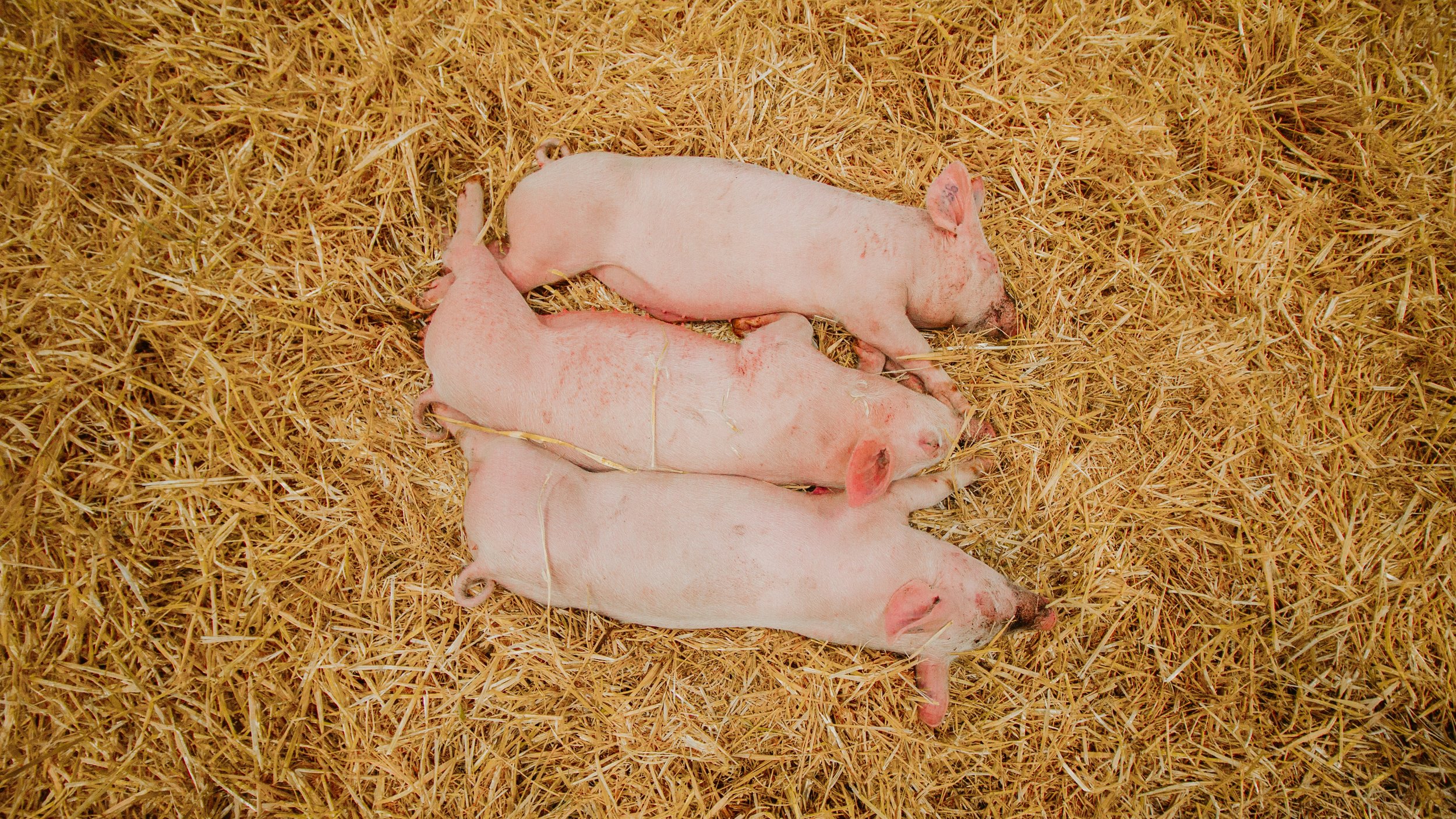 The Three Little Pigs