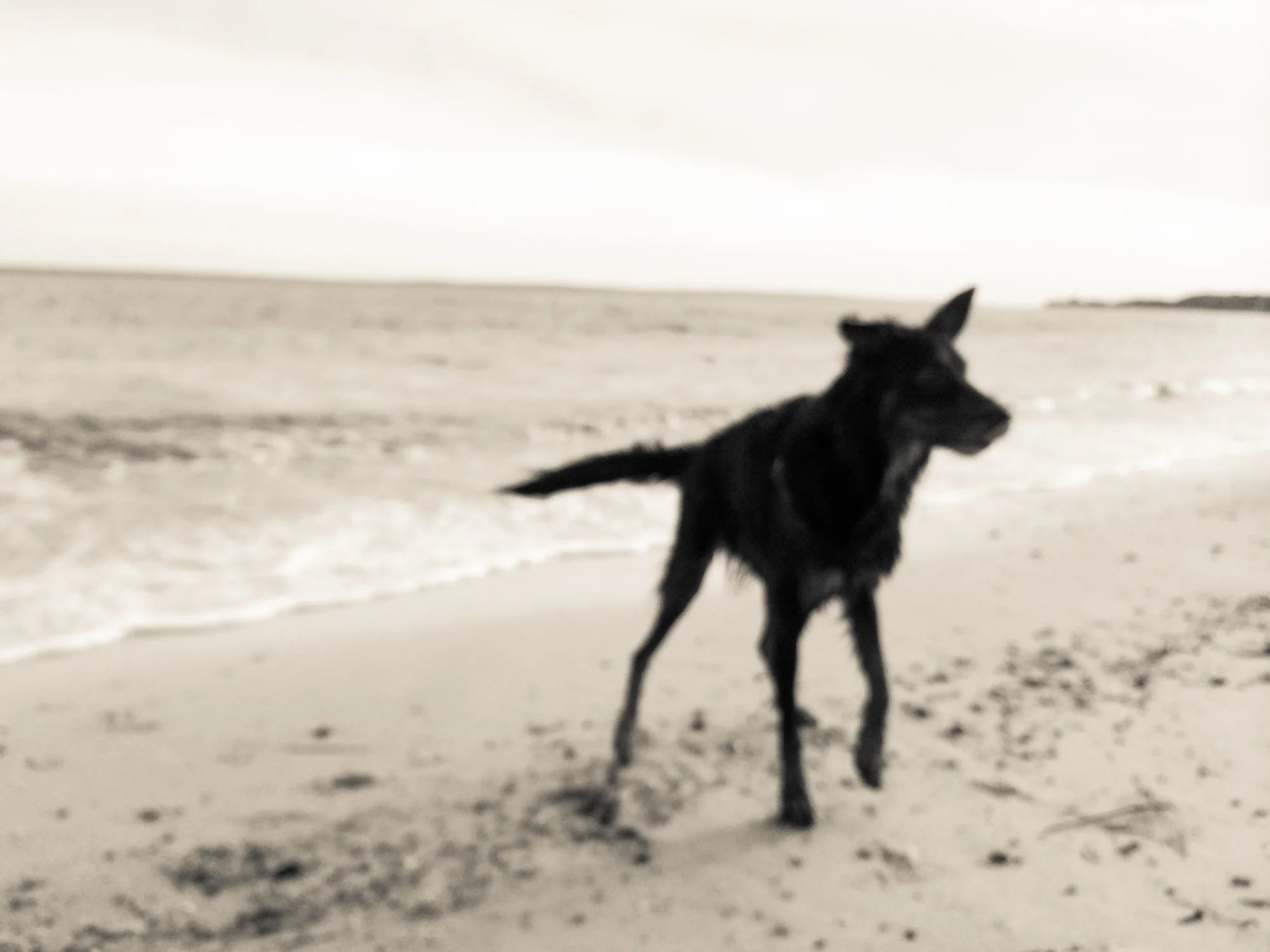 2. A Walk on the Beach , February 27, 2015