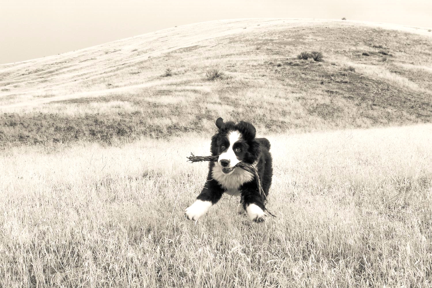 5. Running After Antelope , March 19, 2015