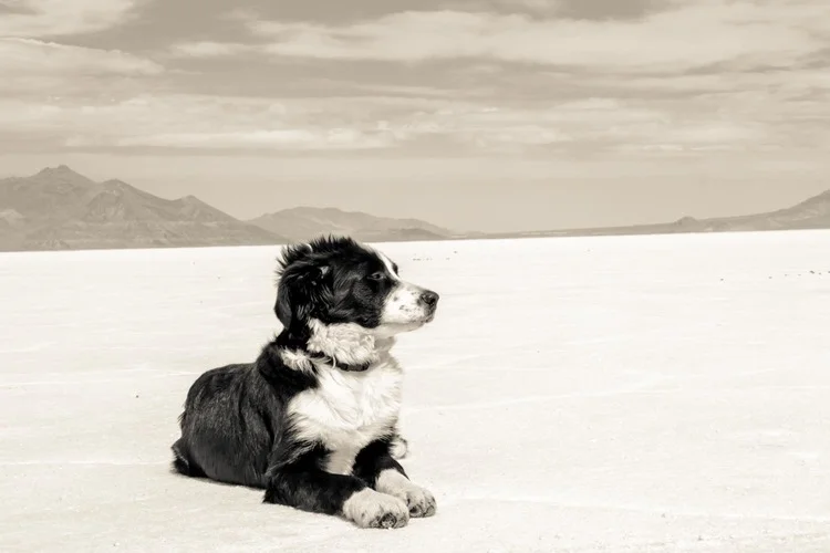 22. The West Desert , October 1, 2015