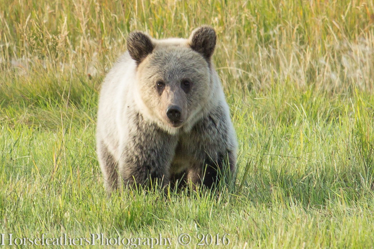 49 .The Greater Yellowstone Grizzly, Part Two. October 24, 2016