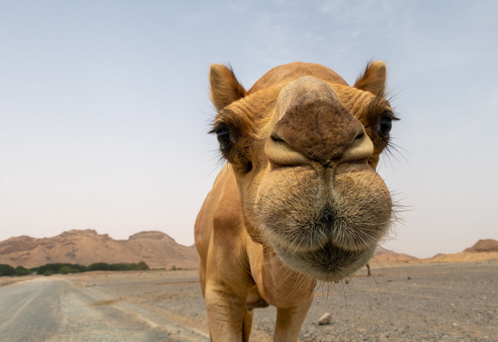 In the dunes near Dubai, UAE.