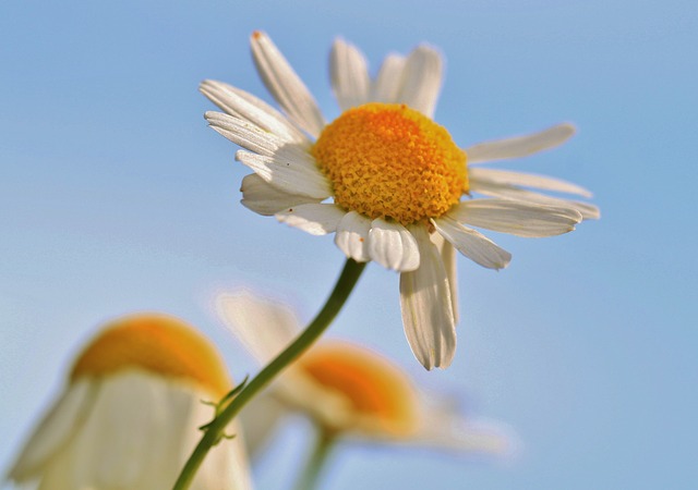 chamomile-480491_640.jpg
