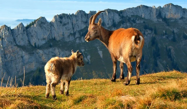 Steinbock Sonnenhof Preda Bergün Switzerland Schweiz Graubunden Graubünden Gasthaus Gruppenhaus Kulm Hotel Pension Berge Bergen Wanderung wandern Albula Naturfreunde Gruppenausflug gemütlichPersonen Person Schulzimmer Schule Lager Angebot günstig Versorgung Bed Breakfast Frühstück Fondue Raclette Spezialitäten Weg WanderwegFreizeit Winterreion Region Park Parc Ela Naturpark Blumenwiese Magerwiesen Arven Lärchen Wälder Wald Moor Moorlandschaft Naturgebiet Spiele Bibliothek Buffet z'Nacht Durst Schwimmbad Tal Kanton sledging schlitteln Schlitten Schlittelweg Pfad Wandergebiet Gebiet Bergbahn Ausgangspunkt interessant Bergluft Haus Gruppe Gruppen Bergstation Gipfel Sommerlager Winterlager Schulausflug Tourenlager Touren Sonnenhof Grill Freizeit Zimmer room rooms Schlafplatz mieten Haus Bündner nature Berge mountains Eley Venable Steinbock gastfreundlich Murmeltiere Albula Albulafluss Parc Ela Natur Park Fluss Wasser water river Preda Sonnenhof Alvra Albulatal Albulapass Dmiez Preda 189 7482 Bergün Graubunden Graubünden Ferien holiday Preise Saison Winter Sommer prices summer winter mountains Berg Berge Piz Muot Tschimmels Dschimels Blais Lehrbahnweg Fahrt Auto Pass Nature Vegatarismus Vegan Gesellschaft Freunden Ausflug Ferientage Tag Nacht day night stay Sternenhimmel Sonnenhof Preda freundlich freundliches Wiese Feuerplatz Verein Schulgruppe Naturfreunde Urlaub vacation holiday flowers Schweiz Switzerland Schlittelfahrt Frische Luft Sonne sun sunny hiking hiker ski skifahren schneeschuhlaufen Alvaneu La Punt Tourist Tourismbureau Chur Tunnelbau Tunnel Rhaetian Rhätisch Rhätischen Albulamuseum Museum Wetter Preda Selbstversorger Rucksack Backpacking Tour Wanderung wandern Restaurant Kontakt Naturpark Bahnstation Station Preda Zug Trainstation Preda Train Tunnelbau Arena Klassenlager Sport Sportlager family Familie sport WLAN Tal Flora Exkursionen Eisbar Aufenthalt Essraum Aufenthaltsraum Bett Betten Bergtouren Langlaufnaturhistorisch Apl Alpen Alpenflora Lehrpfad UNESCO Filisur Samaden Maiensässhäuser Maiensäss Modelleisenbahn Albulakraftwerk Passwanderung Keschhütte Palpuognasee Palpuogna Lai Wasserfall Alvra Skilifte Darlux Sesselbahn inbegriffen Heilbad contact Adresse 0814071398 081 407 13 97 1398 10 minuten Sonnenhof entfernt www.preda.sonnenhof.ch Versorgung Küche feines Essen Restaurant Freibad Gastgeber Eley Margaret Anne Spielwiese Feuerplatz Feuerstelle Sitzbank sitzen geniessen Ferienlager Lager Lagerhaus Tiere Wildleben Naurfreund wandern Aufenthalt Schneeschuh Snow season Garten Biotop Gemse Feldstecher Vögel Kind Kinder Doppelbett Etagenbad Etagendusche Dusche WC Tierfreundlich Hund Hühner 