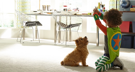 Stainmaster Pet Protect 1.jpeg