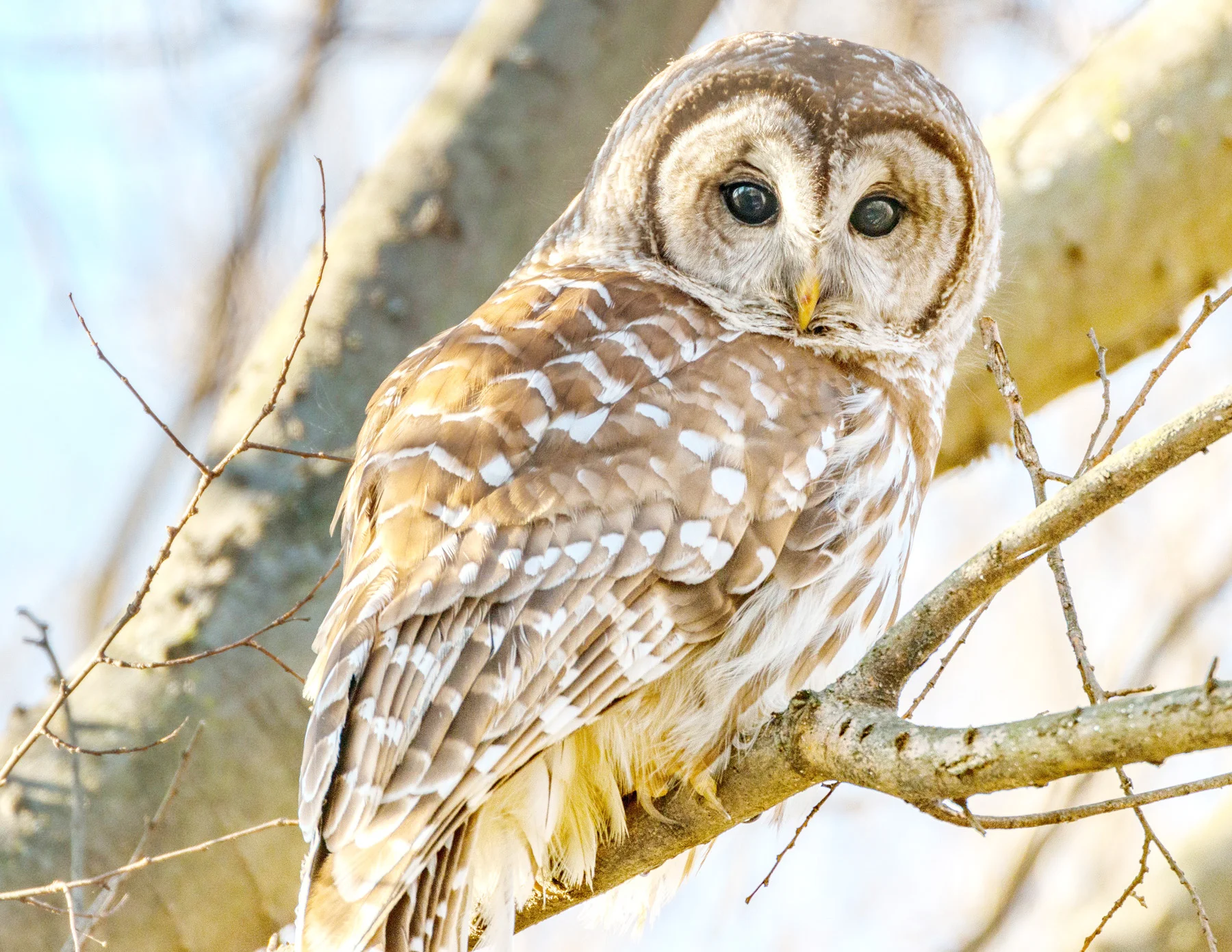 Barred Owl (Source material copyright free photo taken by Richard Lee)