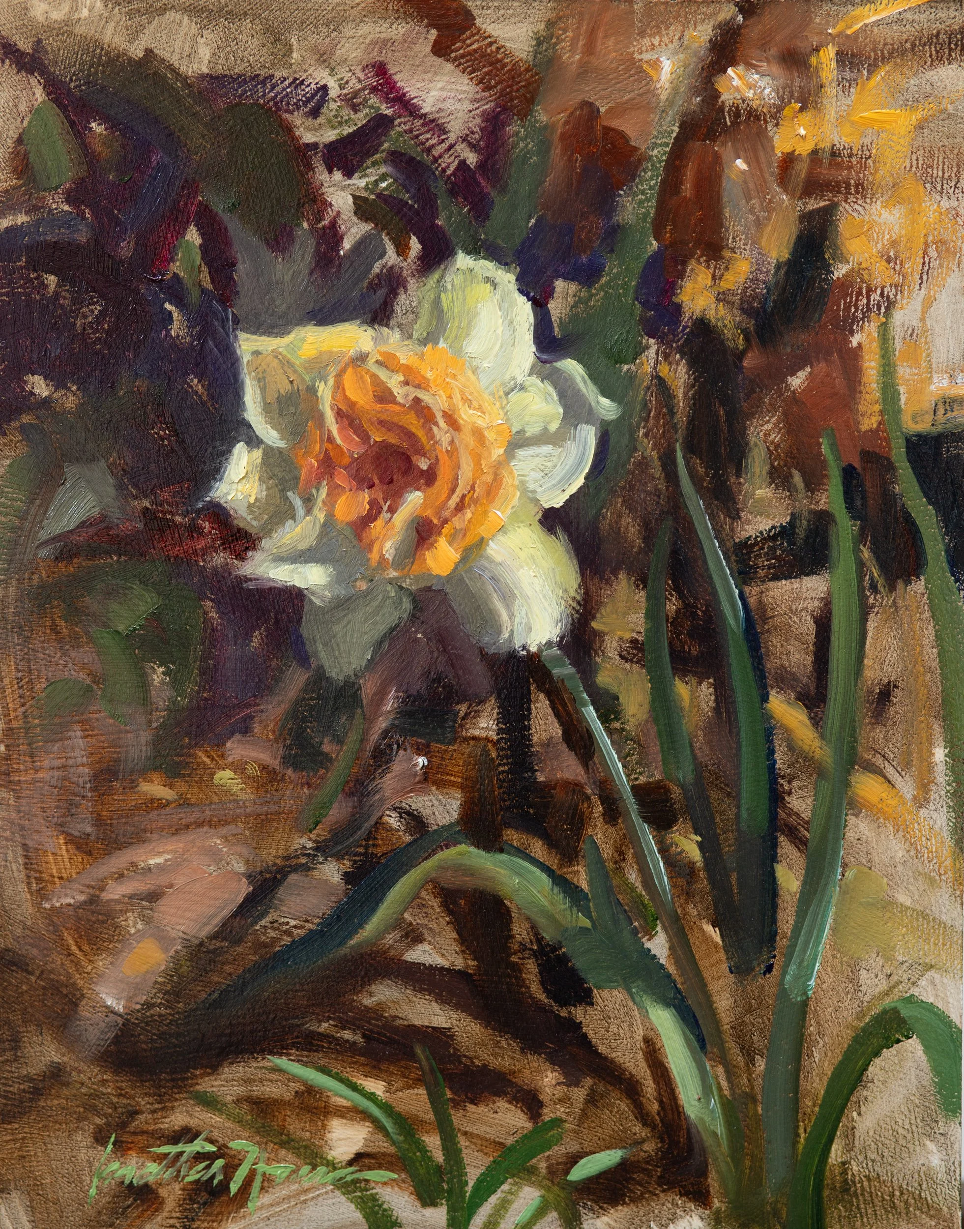 Spring Daffodil 8x10 Jonathan Howe .jpg