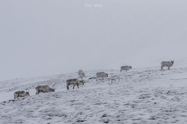 Merry Christmas!

Arctic reindeer graze peacefully on the frozen island of Spitzbergen in the Svalbard archipelago, just a few hundred miles from the north pole.
Santa is not visible on this photo but doubtlessly will be asking for their help when di