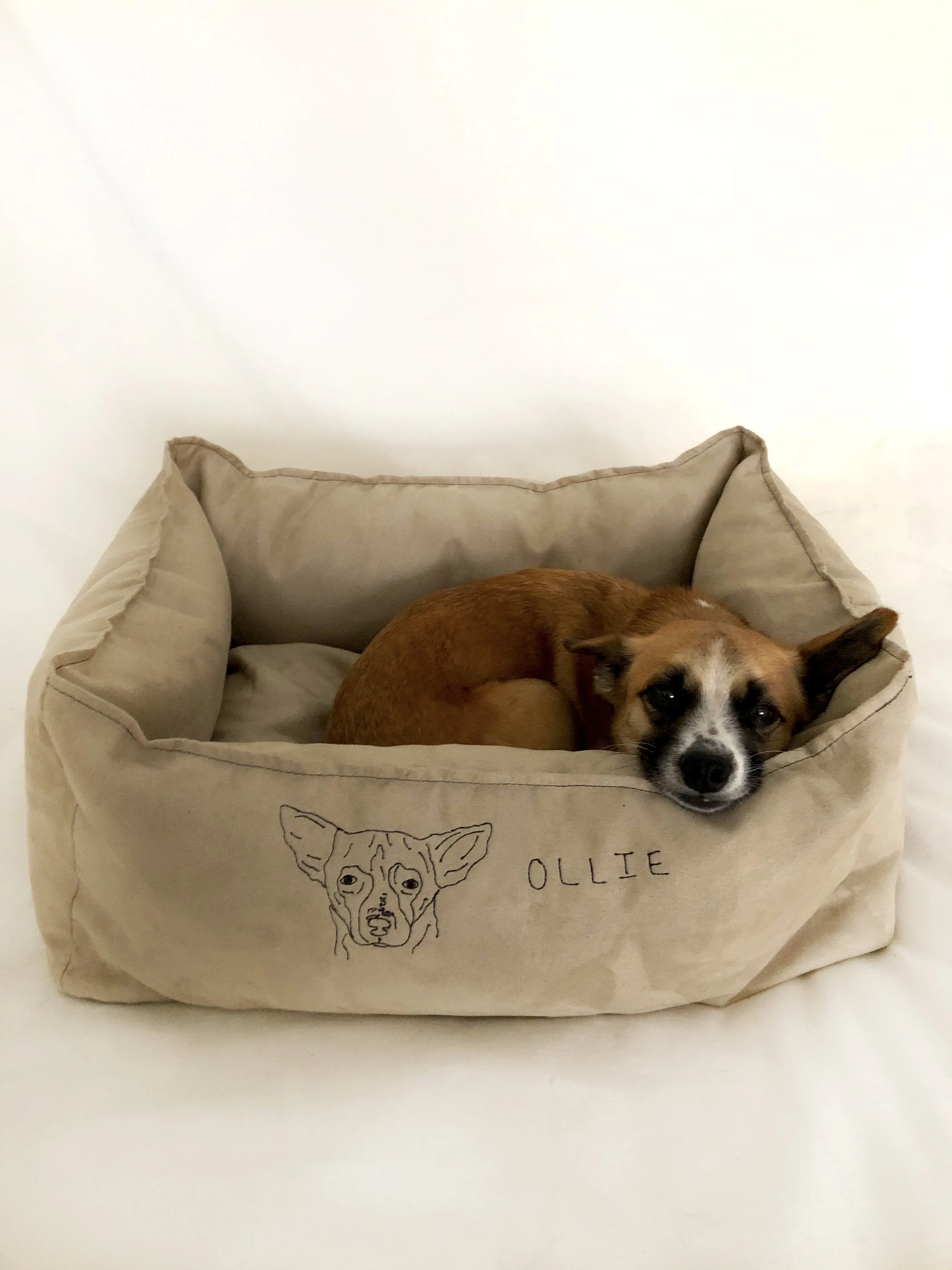 OLLIEINBED.jpg