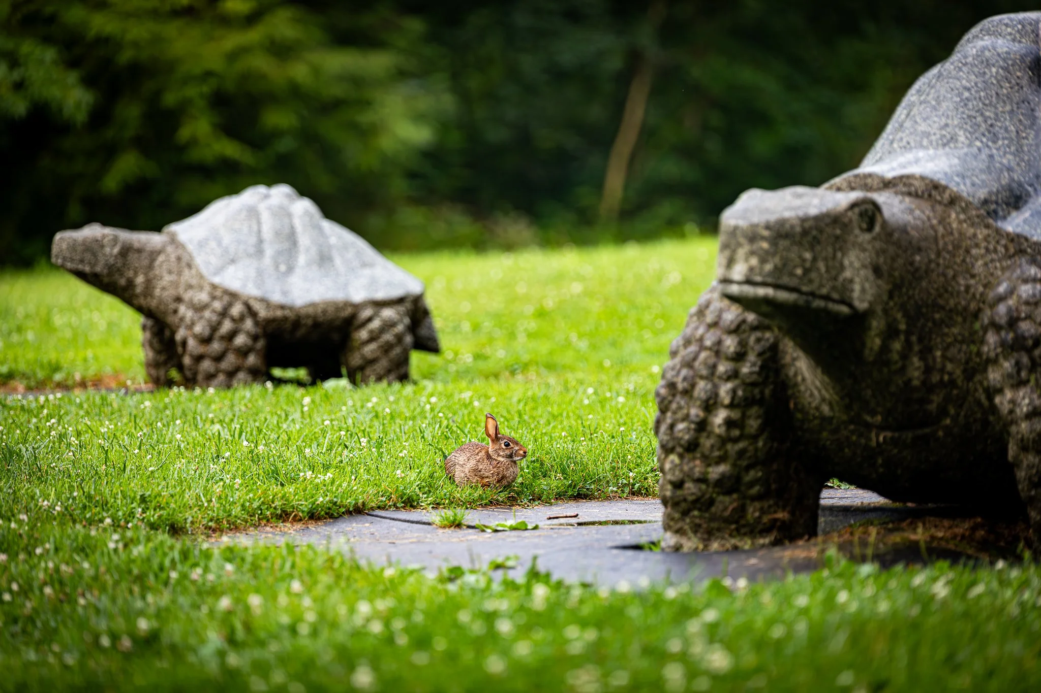 "Hare vs Tortoise, Secrest Arboretum"  CFAES Wooster Campus. The Ohio State University. Saturday July 26, 2025